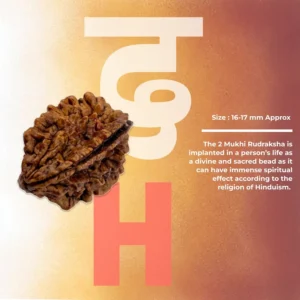 Mukhi Rudraksha Bead